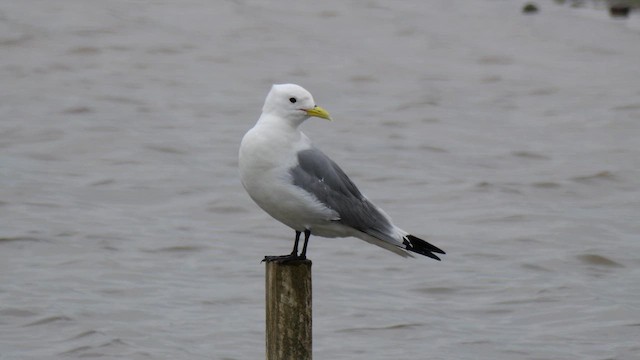 Mouette tridactyle - ML618757261