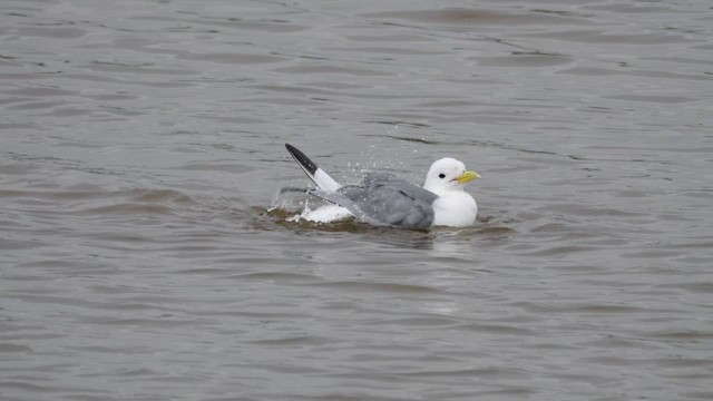 Mouette tridactyle - ML618757262