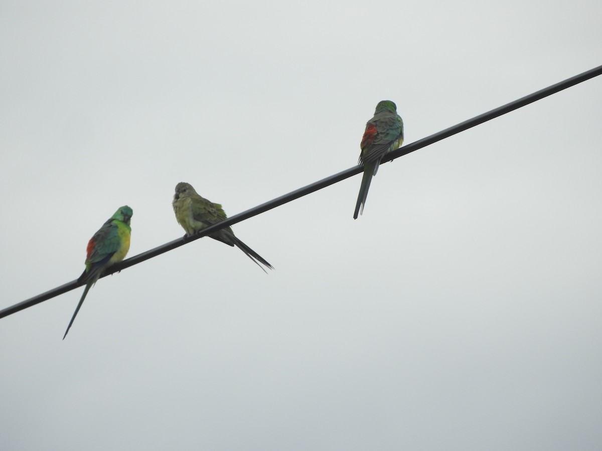 Red-rumped Parrot - ML618757266