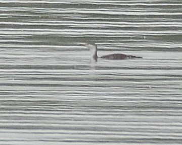 Red-throated Loon - ML618757295