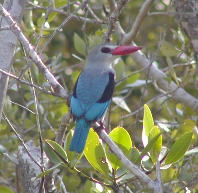 Mangrove Kingfisher - ML618757299