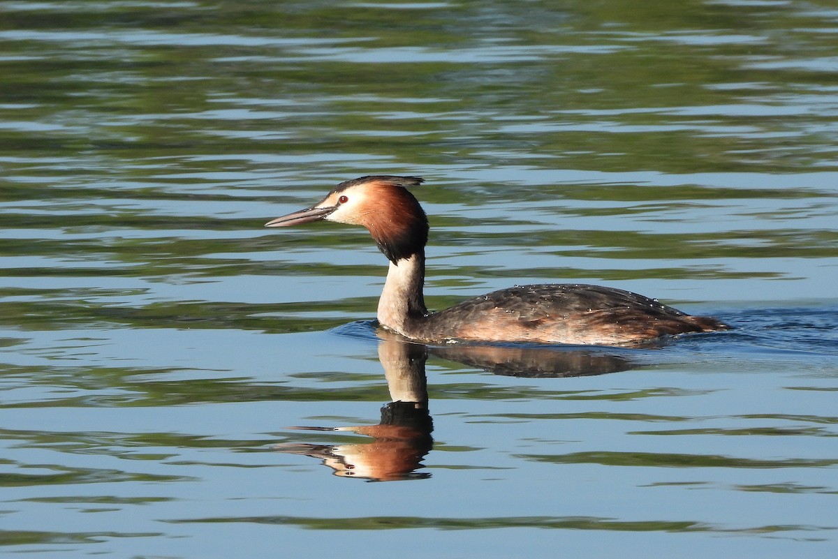 Great Crested Grebe - ML618757318