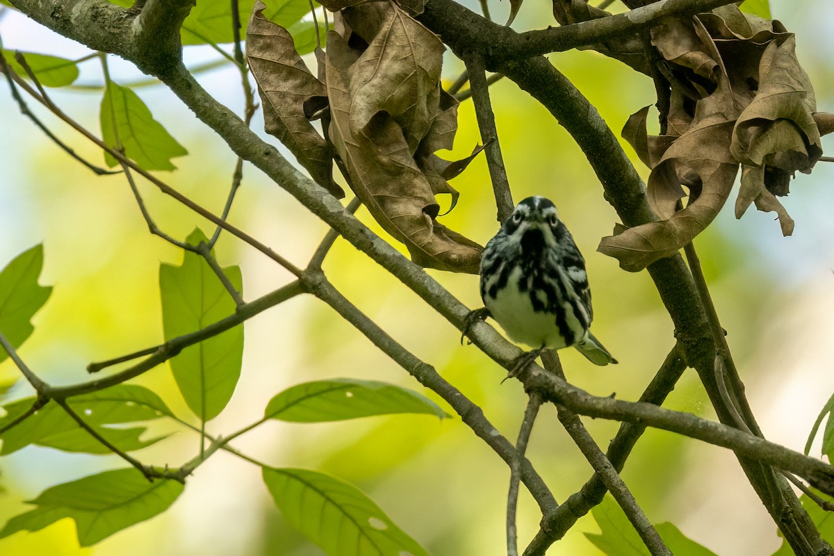Black-and-white Warbler - ML618757328