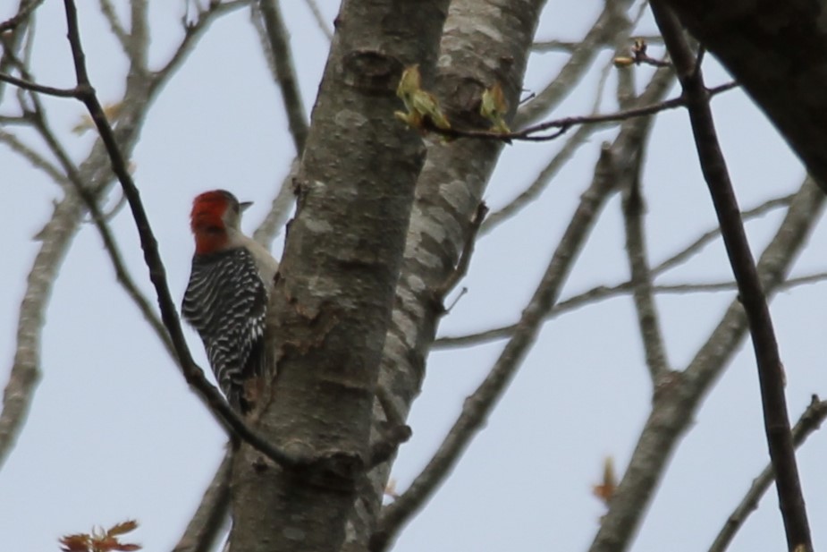 Red-bellied Woodpecker - ML618757351