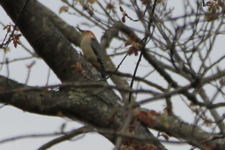 Red-bellied Woodpecker - ML618757352