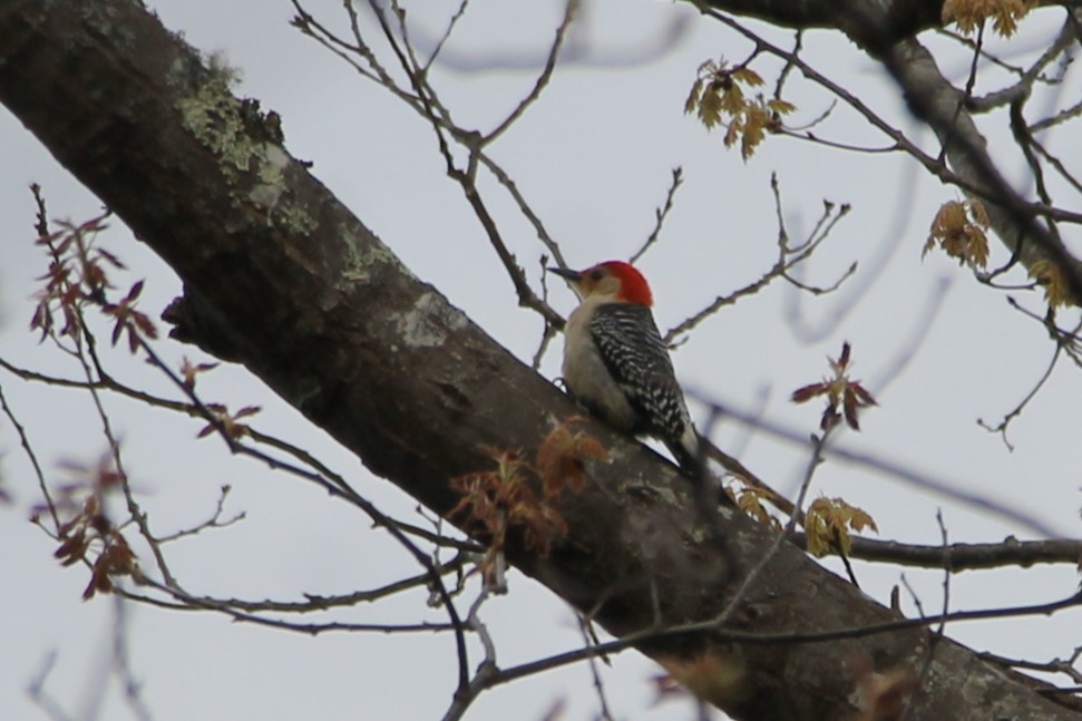 Red-bellied Woodpecker - ML618757359