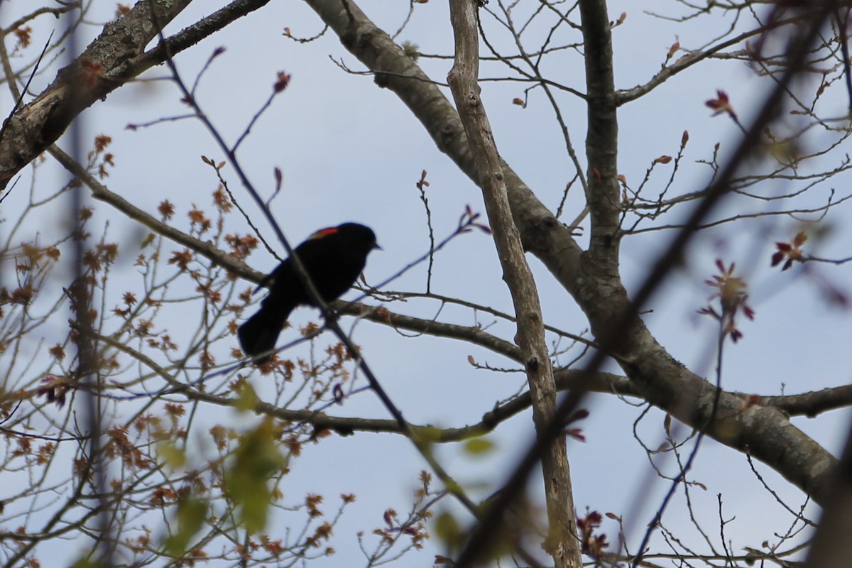 Red-winged Blackbird - ML618757364