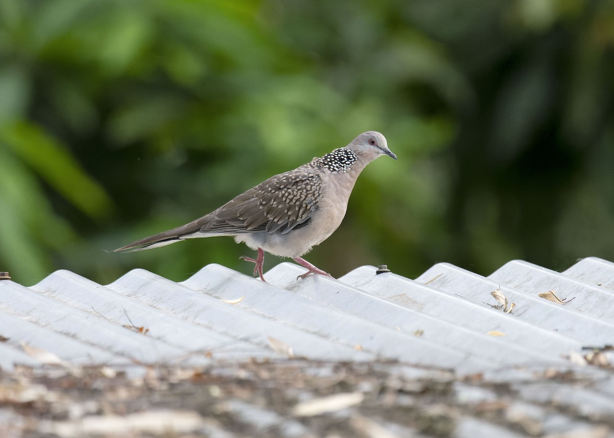 Spotted Dove - ML618757390