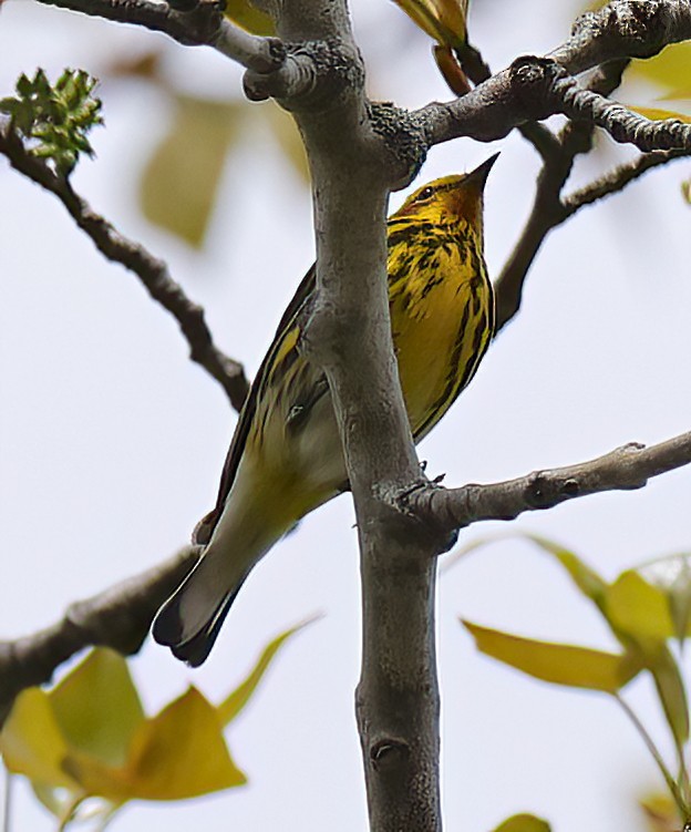 Cape May Warbler - ML618757402