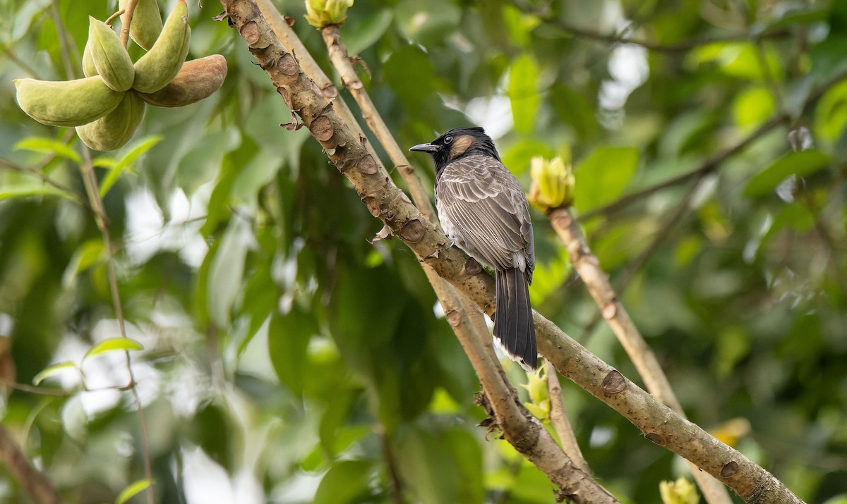 Red-vented Bulbul - ML618757406
