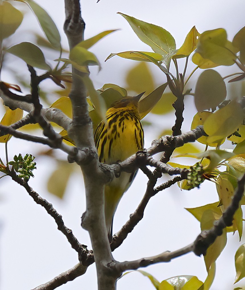 Cape May Warbler - ML618757410