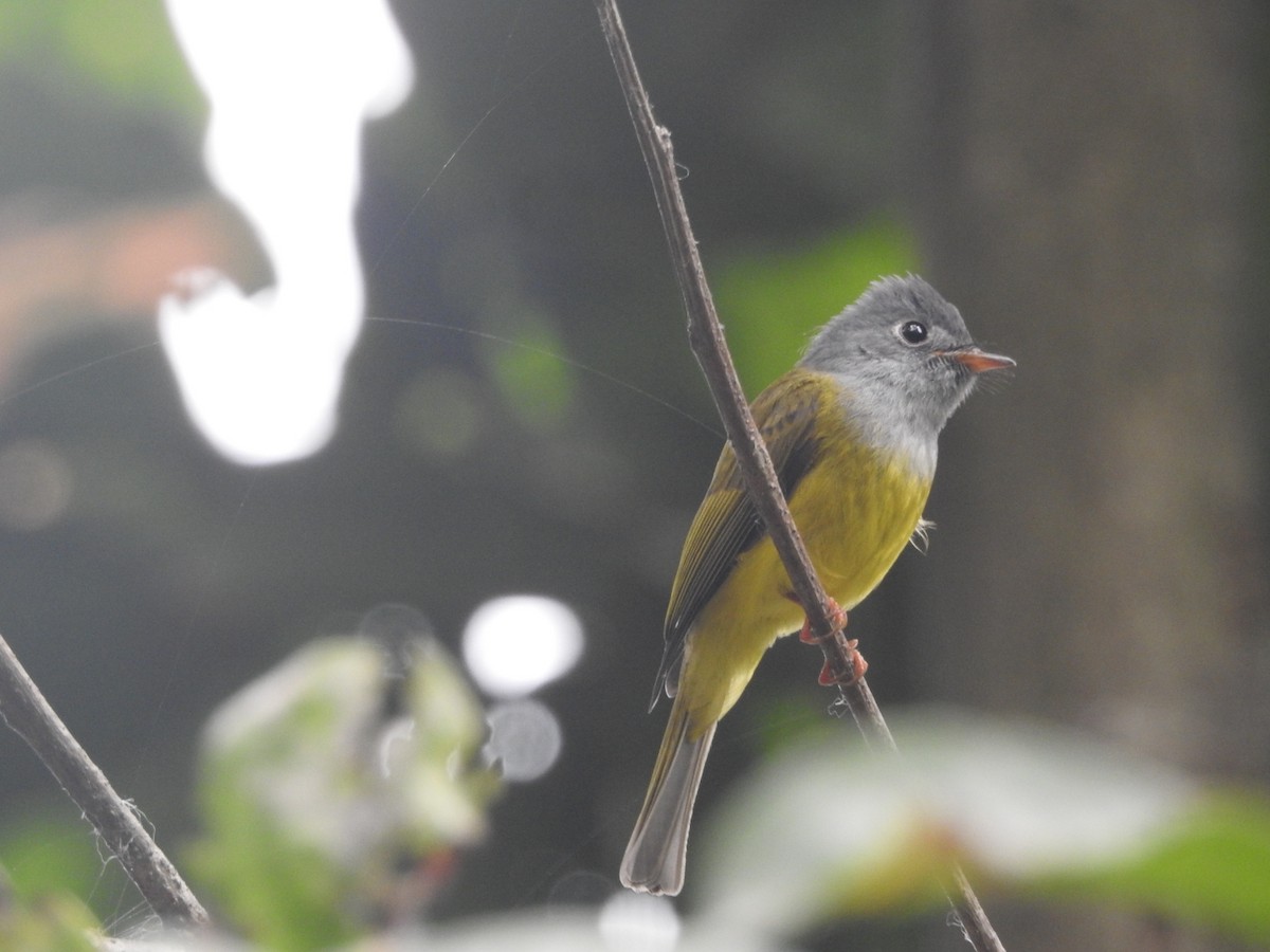 Gray-headed Canary-Flycatcher - ML618757428