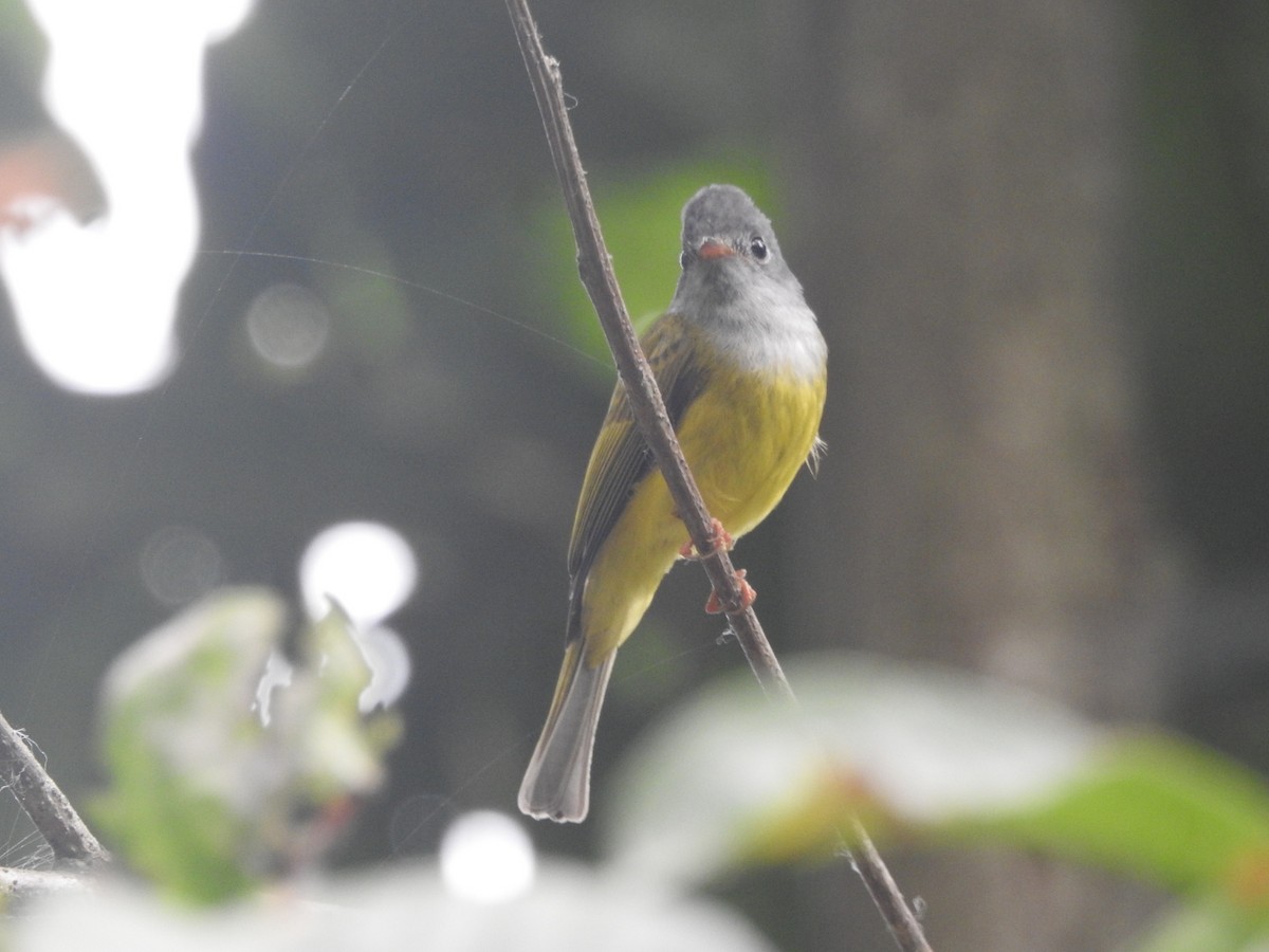 Gray-headed Canary-Flycatcher - ML618757429