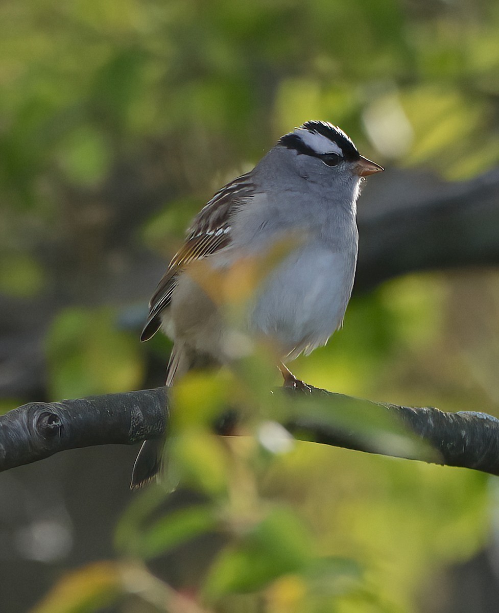 White-crowned Sparrow - ML618757445