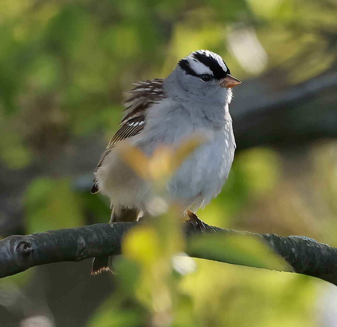 White-crowned Sparrow - ML618757446