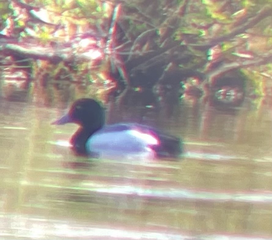 Greater Scaup - ML618757462