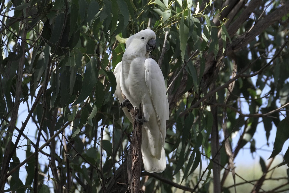 Sulphur-crested Cockatoo - Patrick Lam