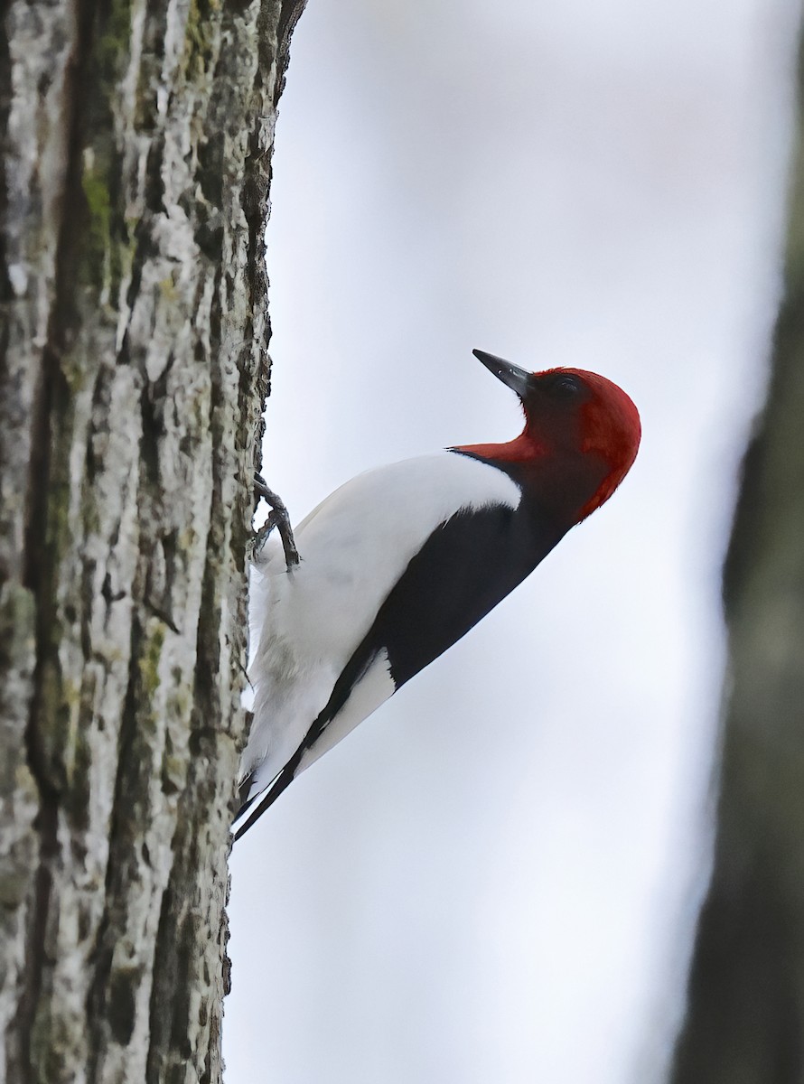 Red-headed Woodpecker - ML618757491