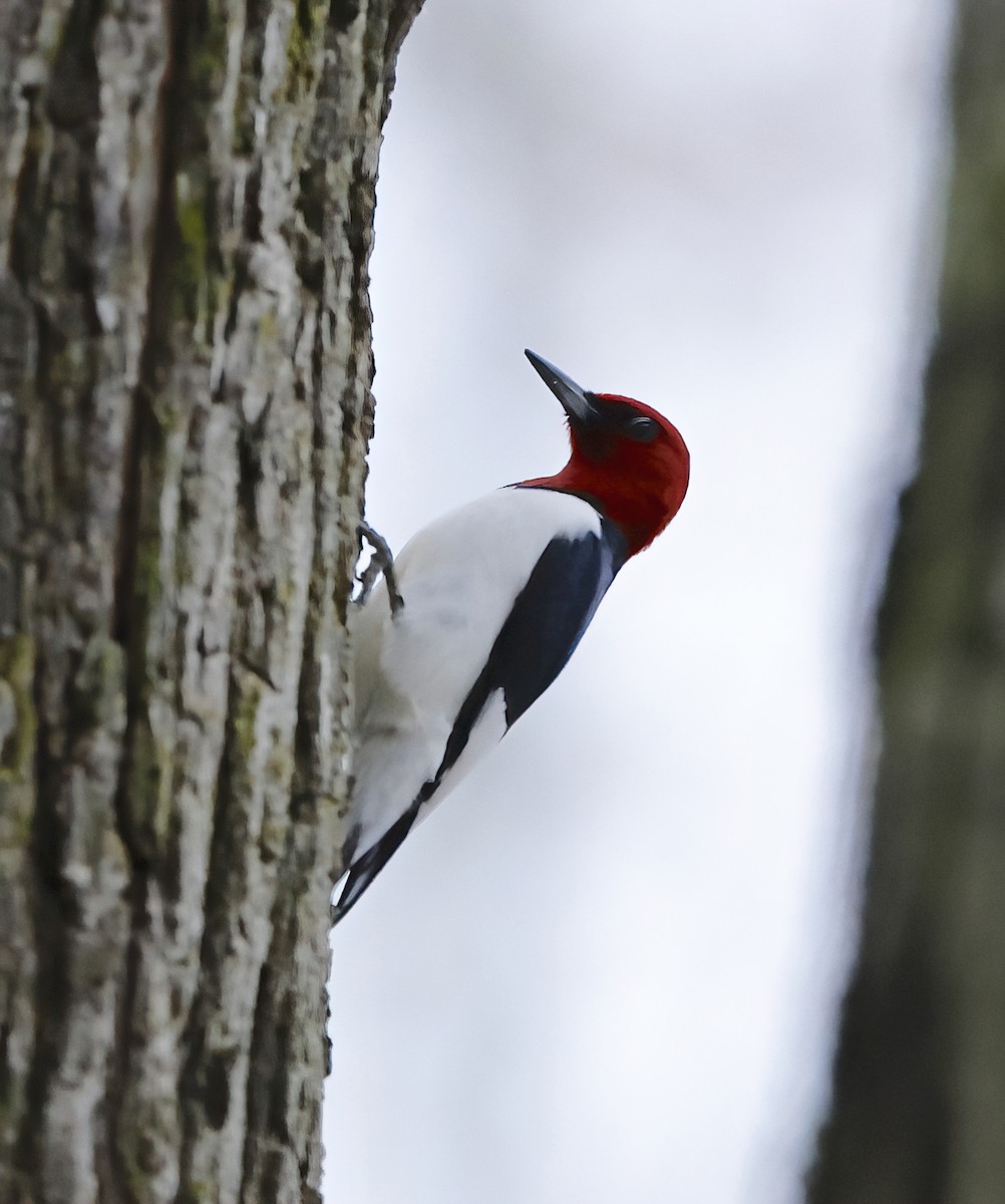Red-headed Woodpecker - ML618757493