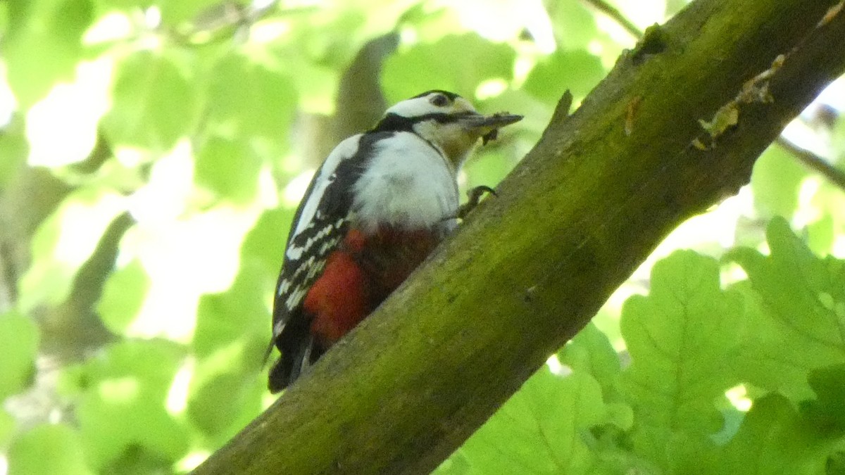 Great Spotted Woodpecker - ML618757500