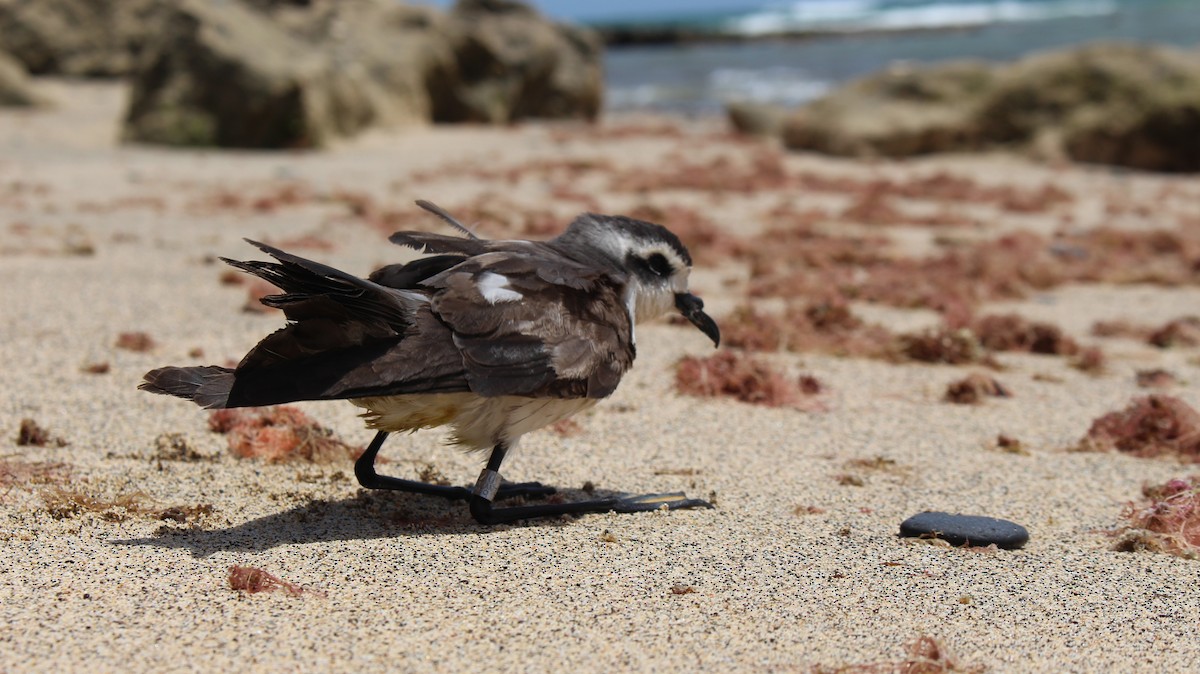 White-faced Storm-Petrel - ML618757507