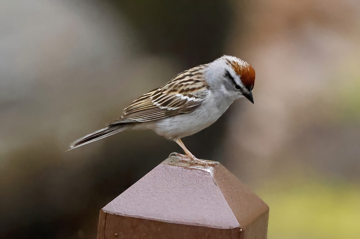 Chipping Sparrow - ML618757513
