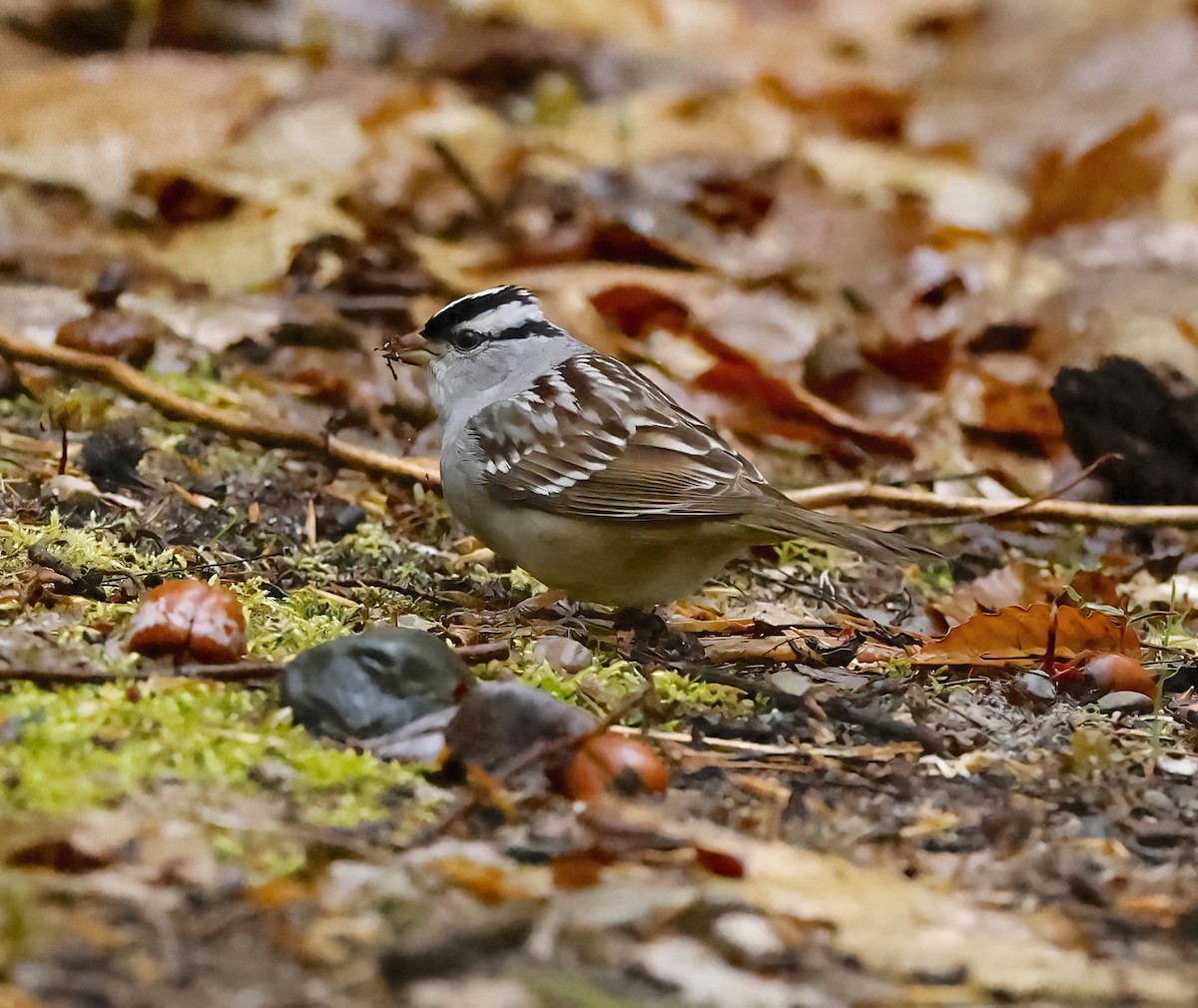 White-crowned Sparrow - ML618757516