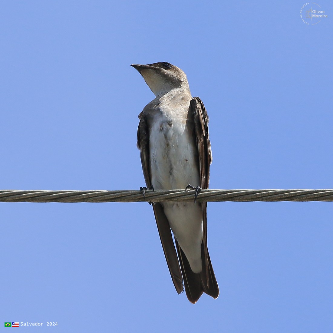 Brown-chested Martin - ML618757535