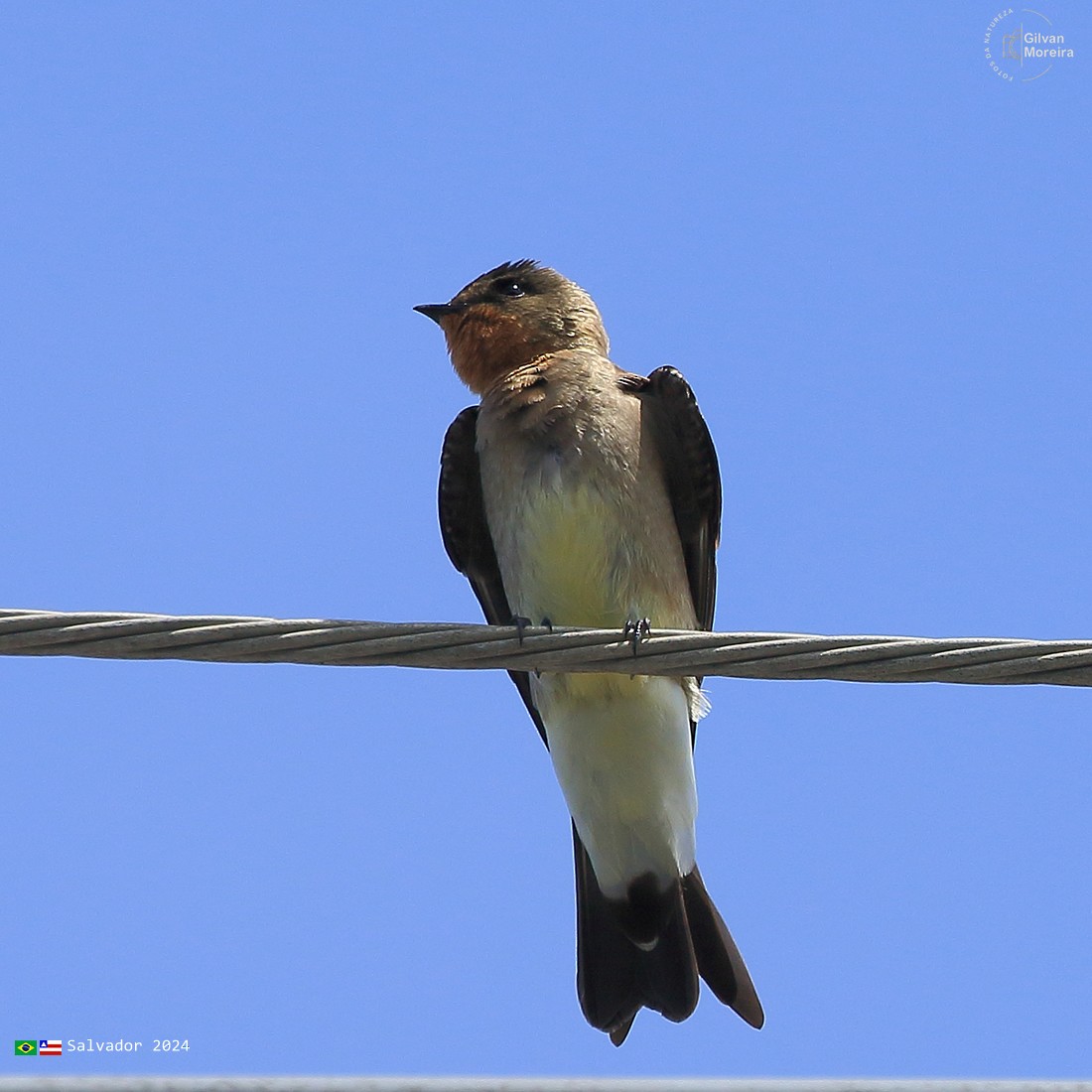 Southern Rough-winged Swallow - ML618757539