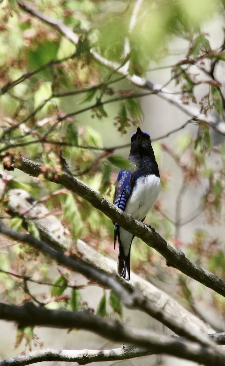 Blue-and-white Flycatcher - ML618757627