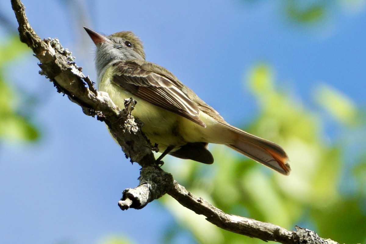 Great Crested Flycatcher - ML618757639