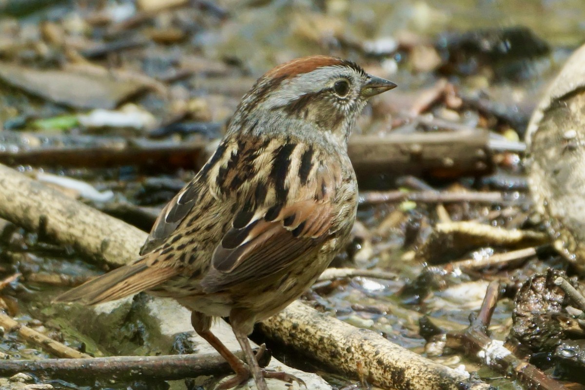 Swamp Sparrow - ML618757644
