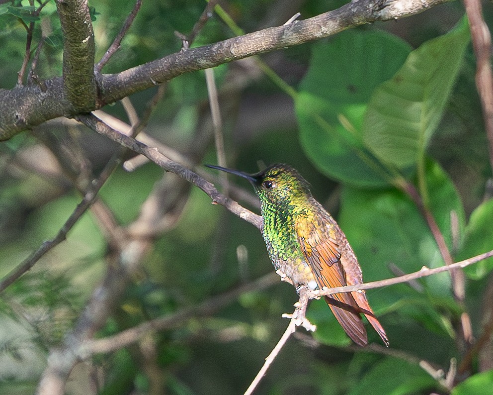 kolibřík mexický - ML618757648