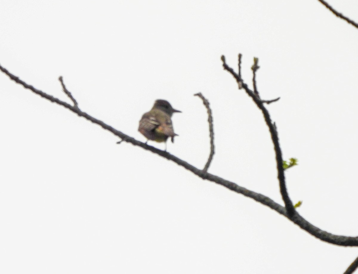Great Crested Flycatcher - ML618757651
