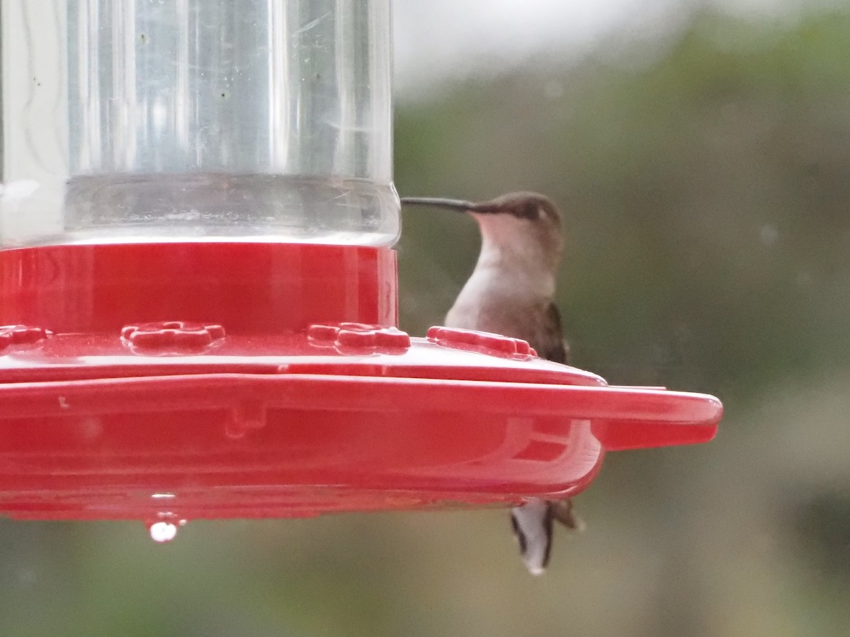 Ruby-throated Hummingbird - ML618757652