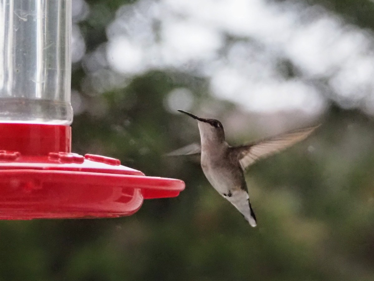 Ruby-throated Hummingbird - ML618757653