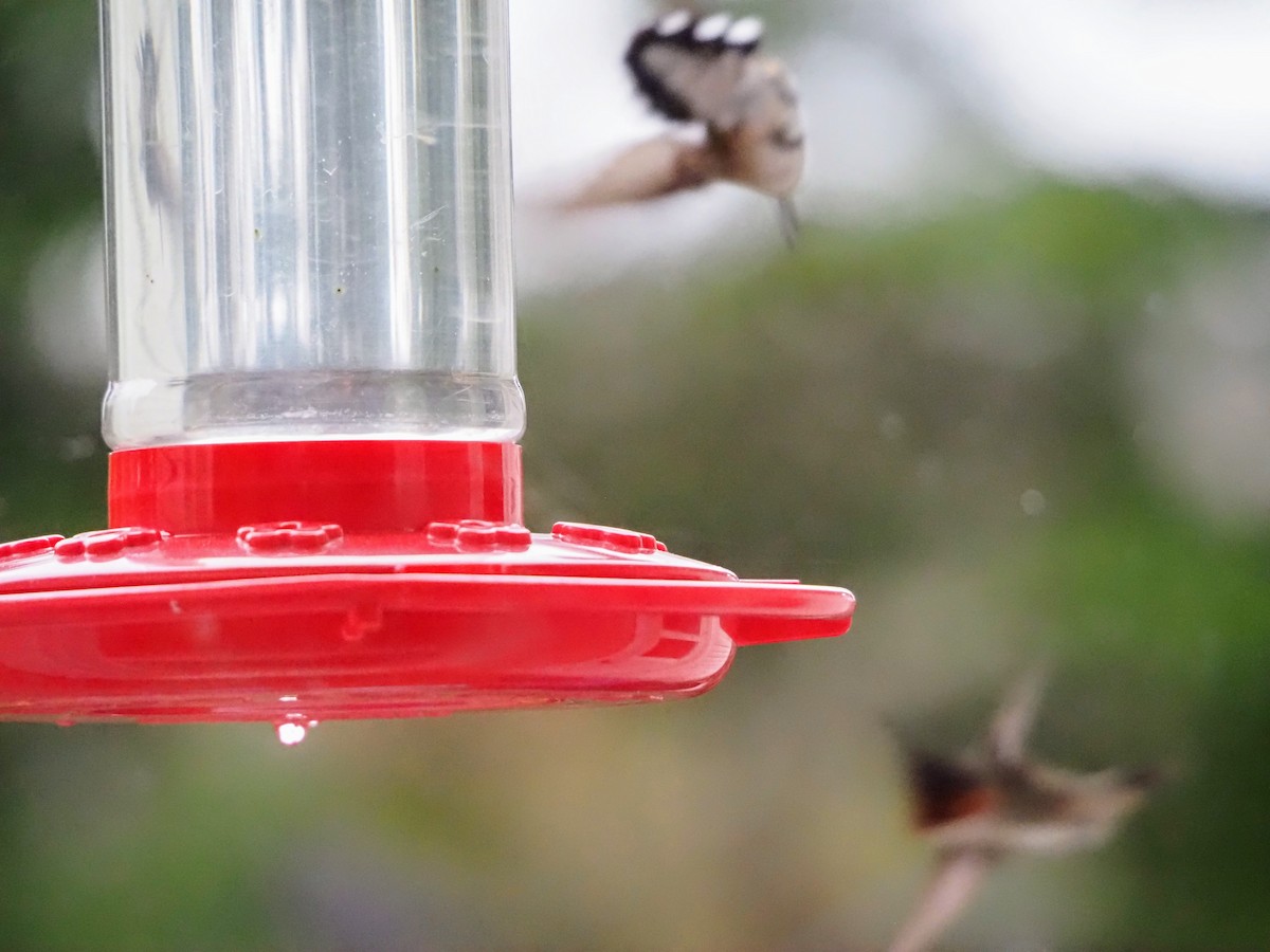 Ruby-throated Hummingbird - ML618757654