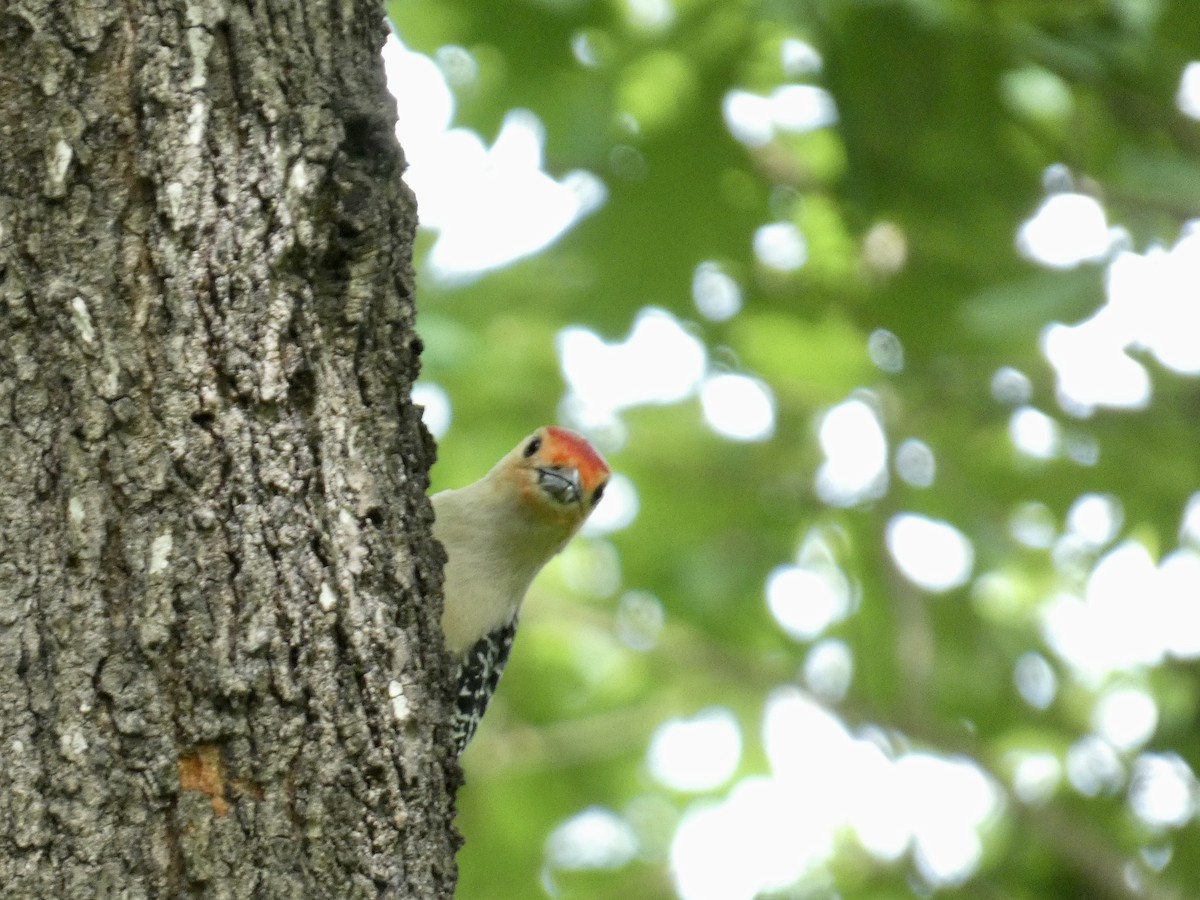 Red-bellied Woodpecker - ML618757676