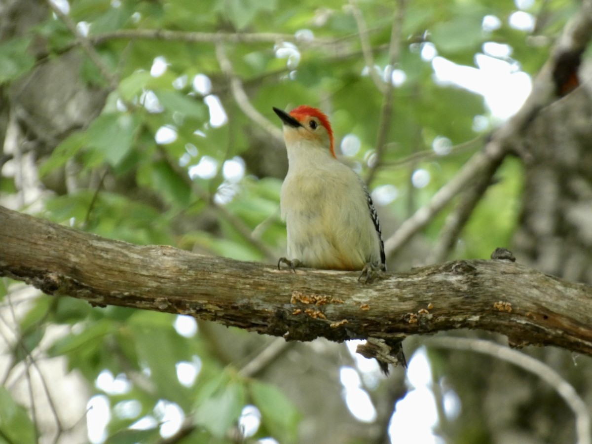 Red-bellied Woodpecker - ML618757678