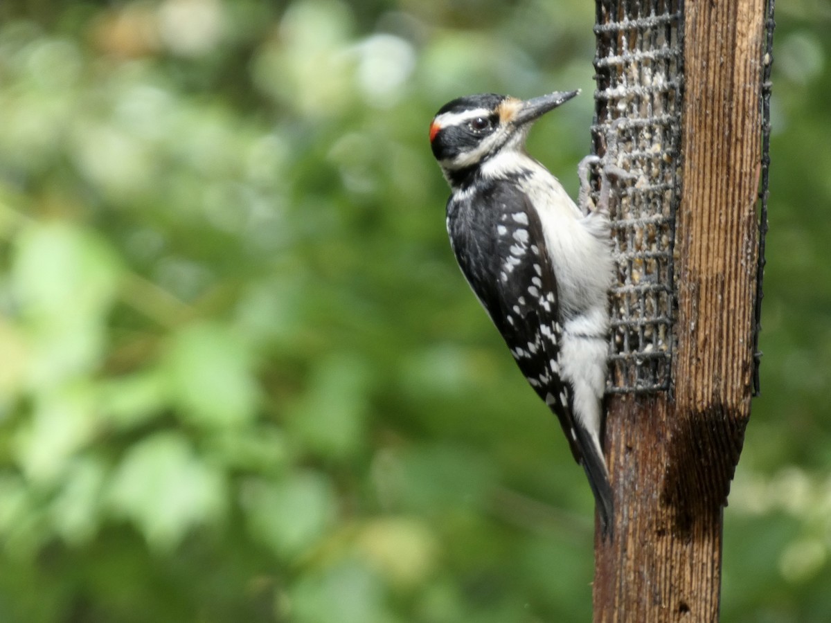 Hairy Woodpecker - ML618757684