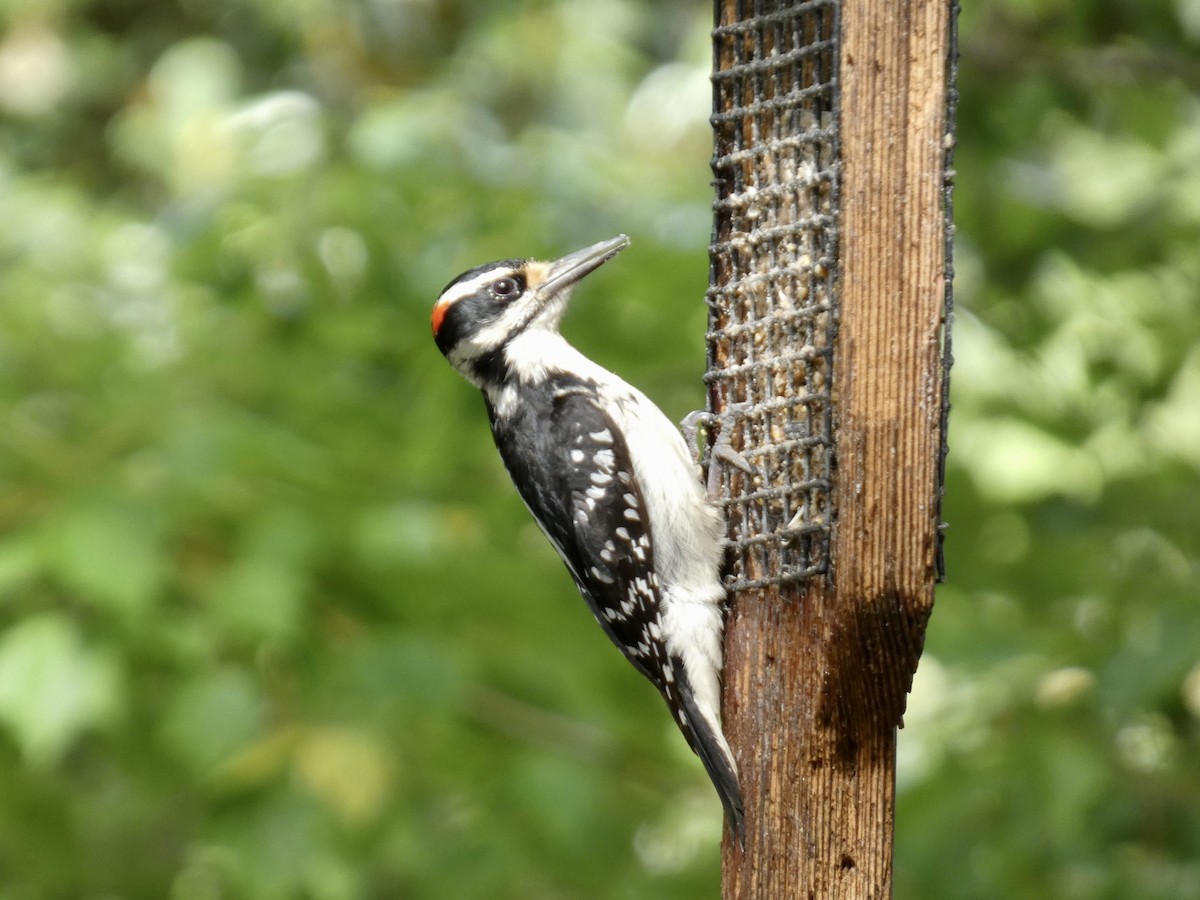 Hairy Woodpecker - ML618757685