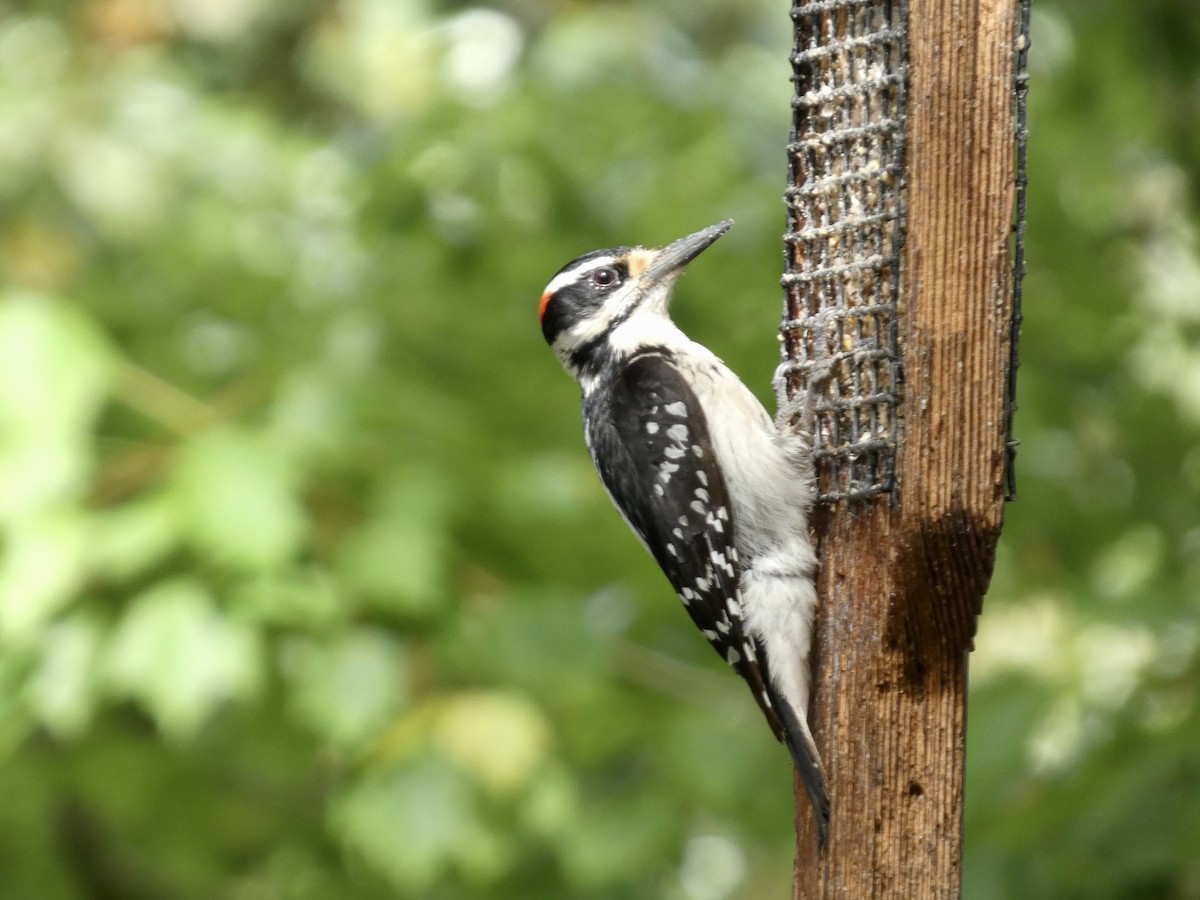 Hairy Woodpecker - ML618757686