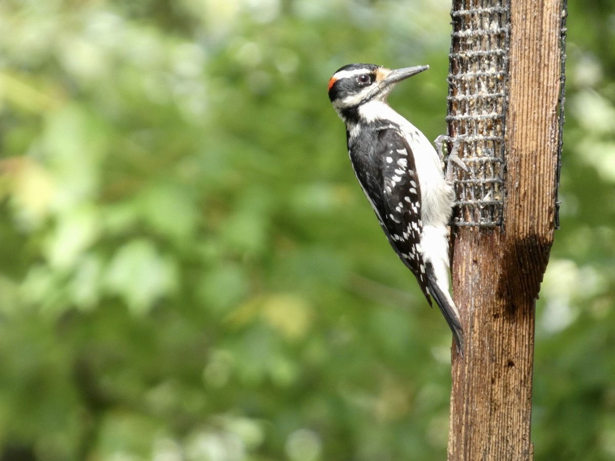 Hairy Woodpecker - ML618757688