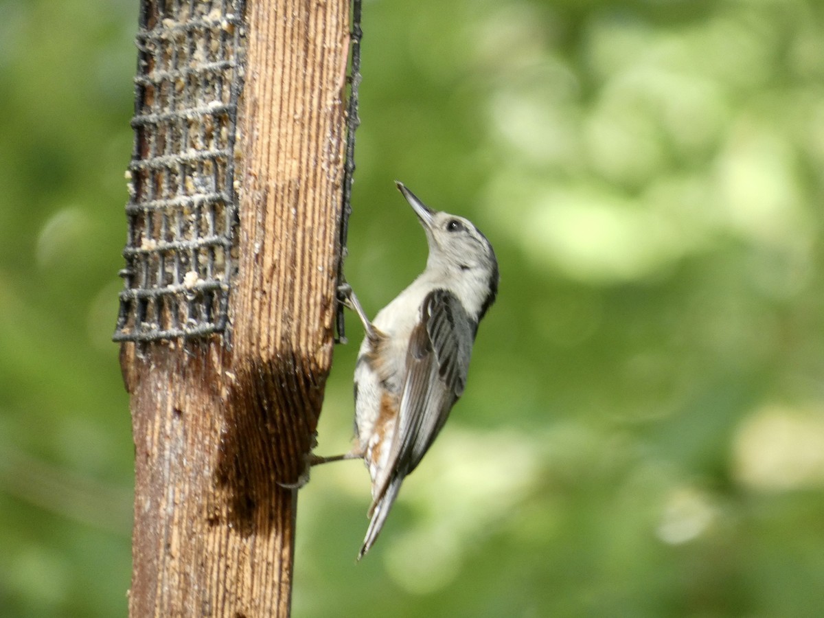White-breasted Nuthatch - ML618757691