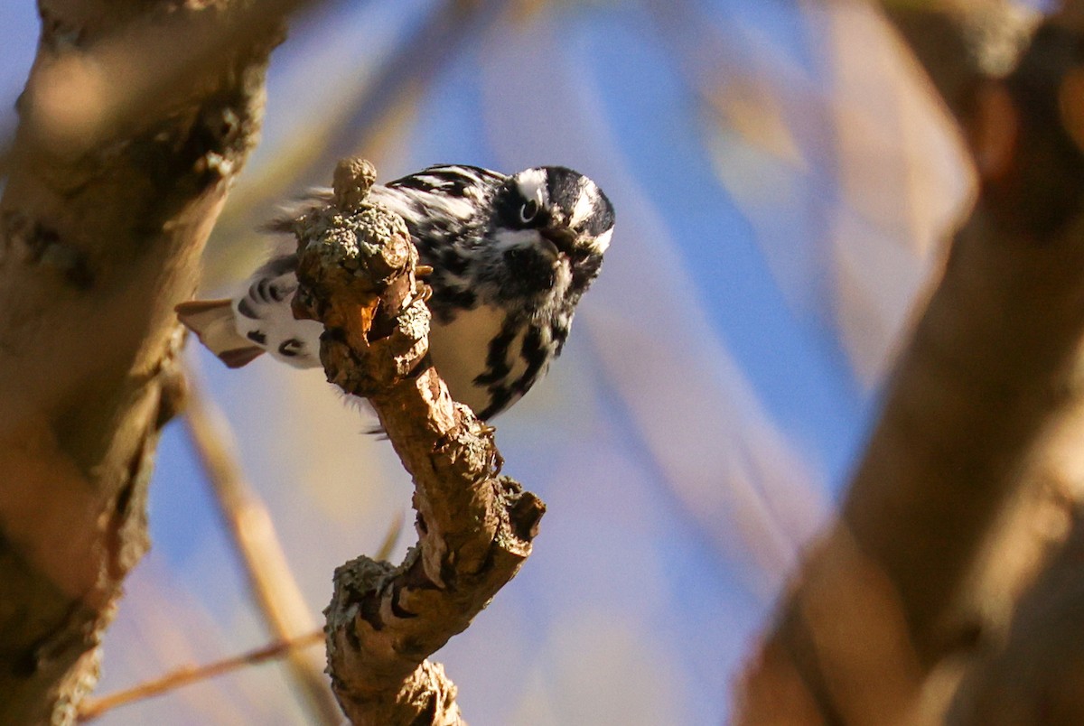 Black-and-white Warbler - ML618757699