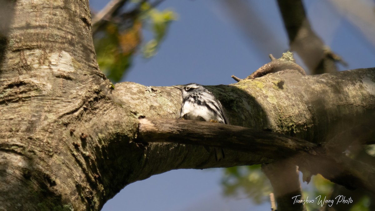 Black-and-white Warbler - ML618757710