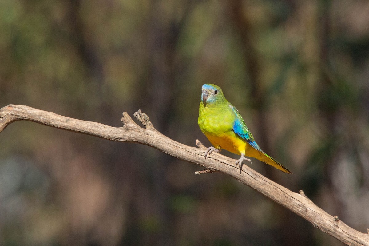 Turquoise Parrot - ML618757711