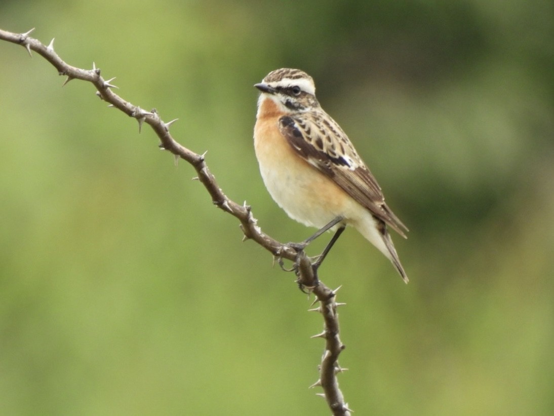 Whinchat - ML618757723