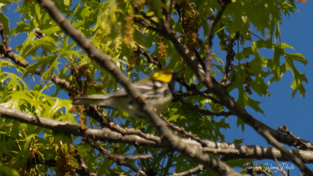 Black-throated Green Warbler - ML618757731