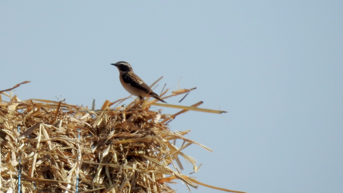 Whinchat - ML618757739